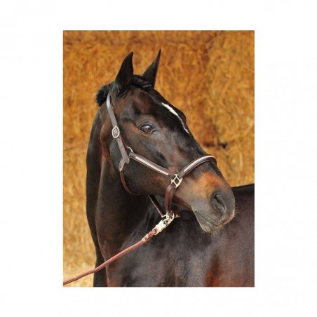 Cabezada de cuero -Diamond-