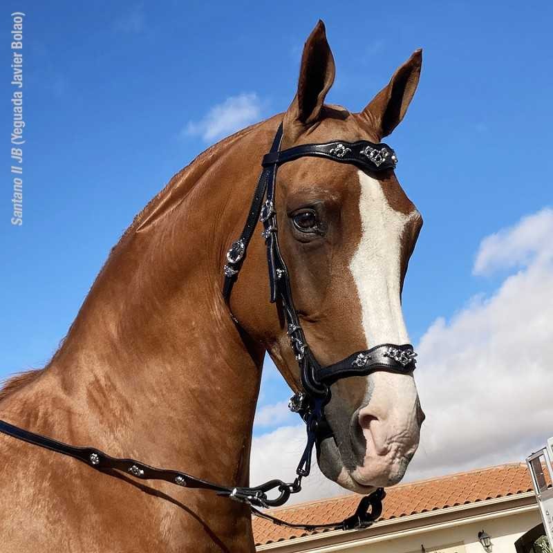 CABEZADA MARJOMAN MODELO PORTUGUÉS DE CORTESIA UNA RIENDA