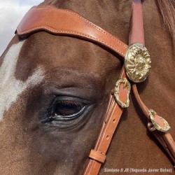 CABEZADA MARJOMAN MODELO PORTUGUÉS DE PRESENTACIÓN 2