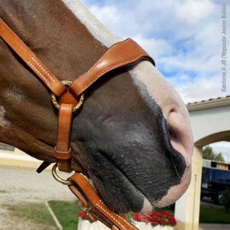 CABEZADA MARJOMAN MODELO PORTUGUÉS DE PRESENTACIÓN