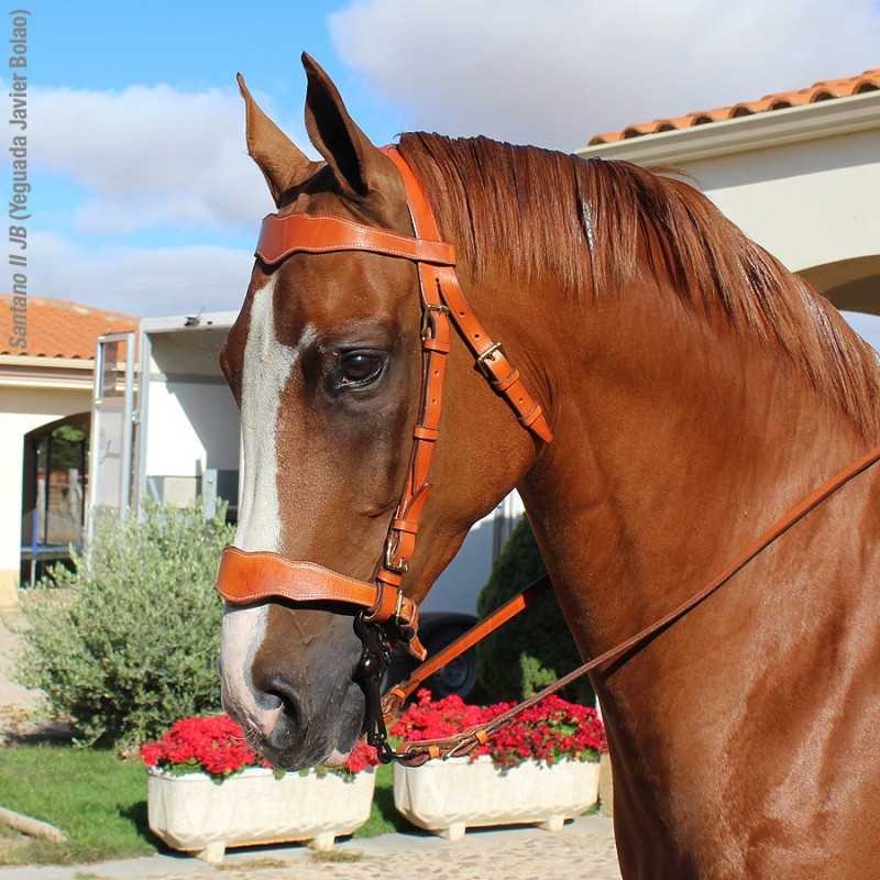 CABEZADA MARJOMAN MODELO PORTUGUÉS DE TRABAJO UNA RIENDA