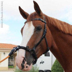 CABEZADA MARJOMAN DE DOMA CON SERRETÓN DE 3 PILARES Y...