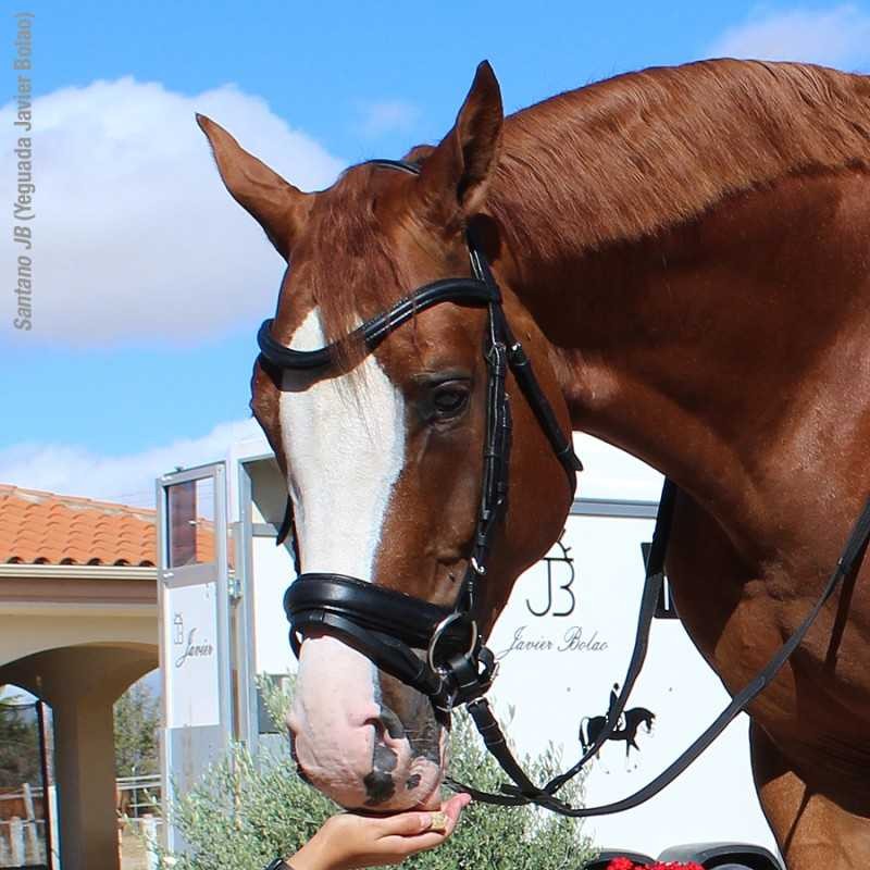 CABEZADA PARA FILETE ALOMADA MODELO OMEGA