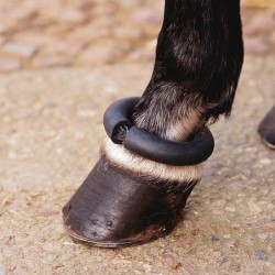 PROTECTOR ÂDONUS EQUUS ENGLANDÂ PARA MENUDILLO DE...