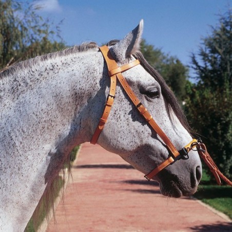 CABEZADA MARJOMAN DE DOMA CON SERRETÓN DE PILARES