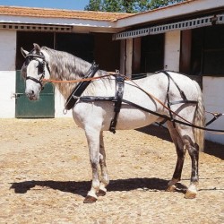 ENGANCHE CON COLLERÓN PARA UN CABALLO HEBILLAJE INOX
